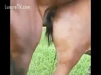 Horny mustang fucking a mare outdoors